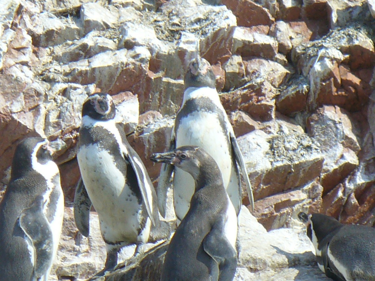 Humboldt Penguin - ML292519991