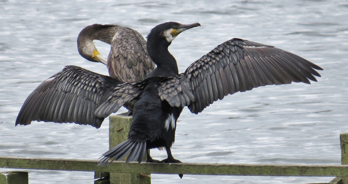 Great Cormorant - JoAnn Potter Riggle 🦤