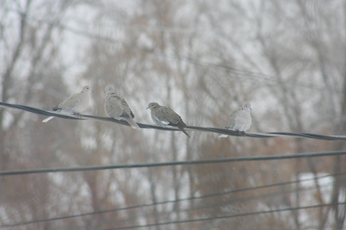 White-winged Dove - ML292528041