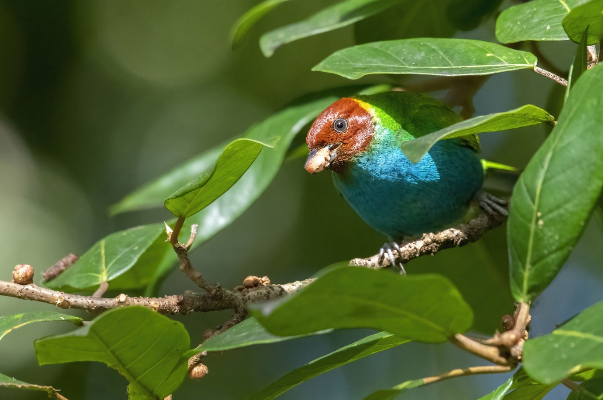 Bay-headed Tanager - ML292531931