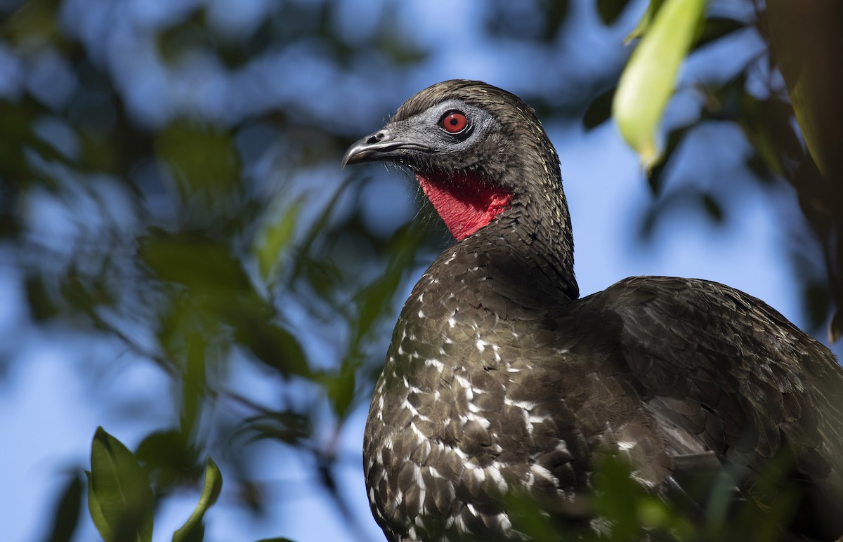 Crested Guan - ML292532341