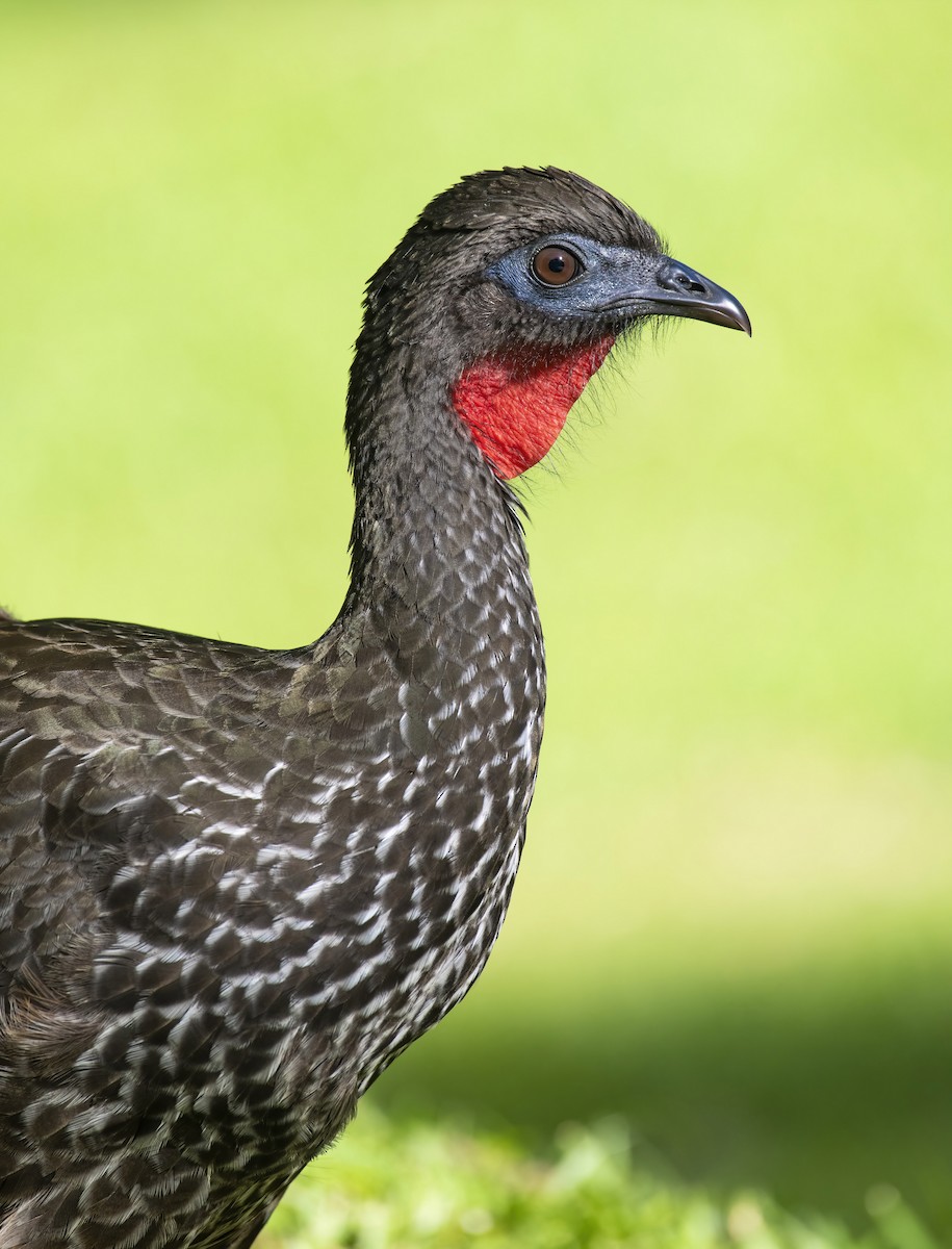 Crested Guan - ML292532371