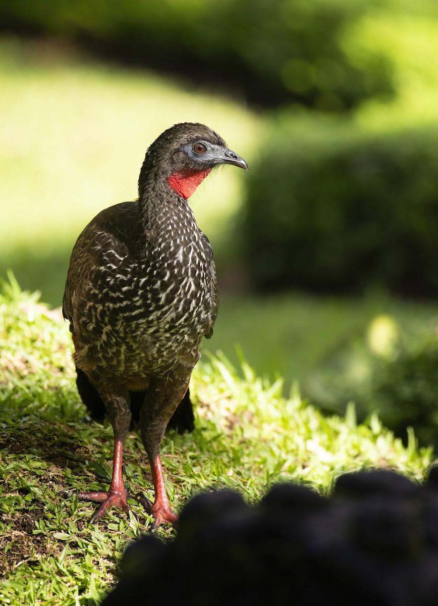 Crested Guan - ML292532461