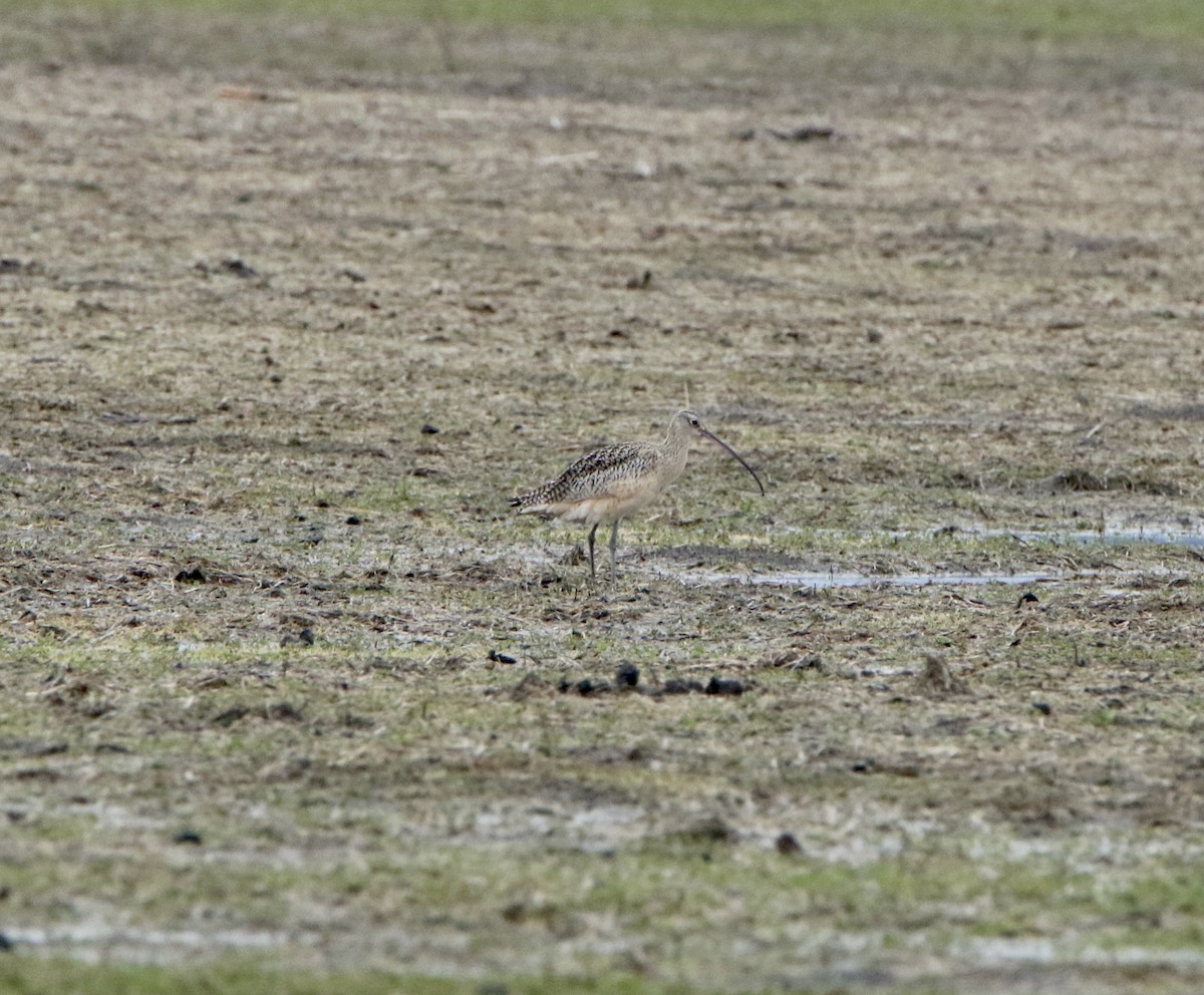Long-billed Curlew - ML292532481