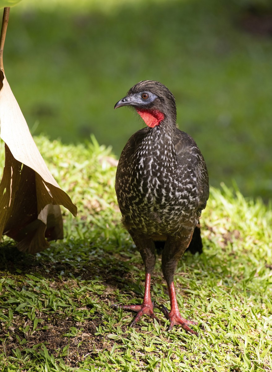 Crested Guan - ML292532531