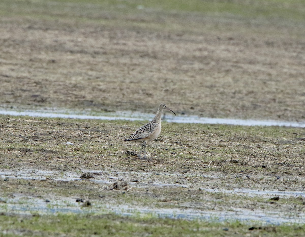 Long-billed Curlew - ML292532591