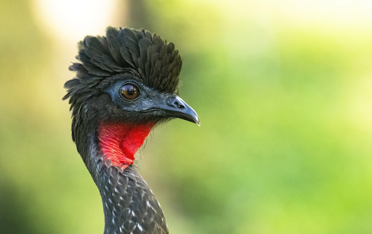 Crested Guan - ML292532671
