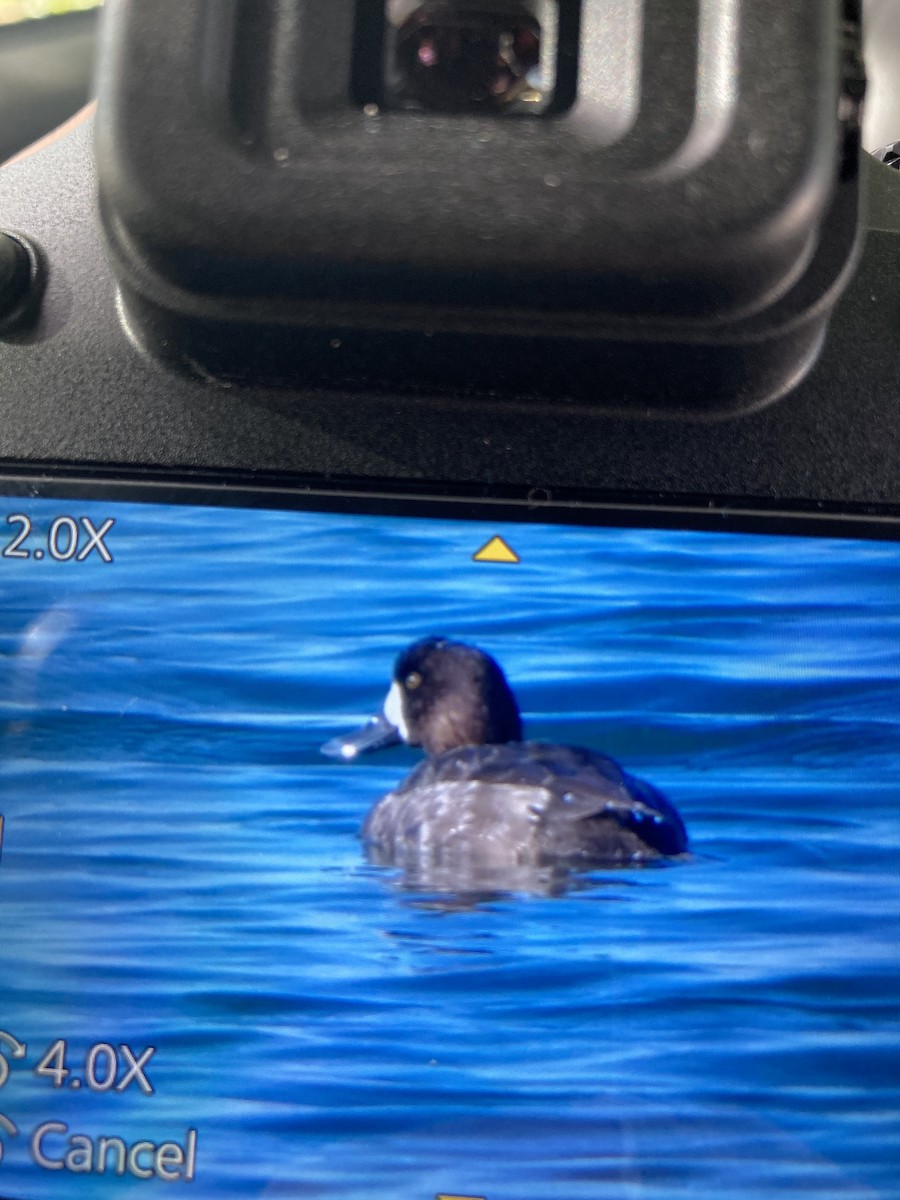 Greater Scaup - ML292532741