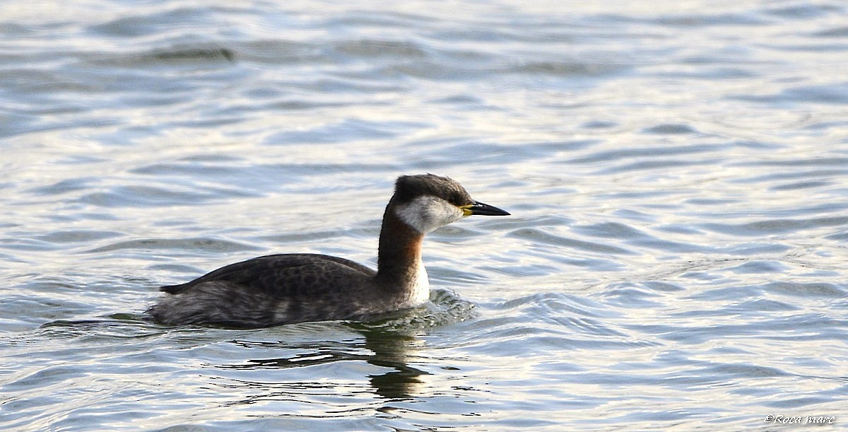 Red-necked Grebe - ML29253471