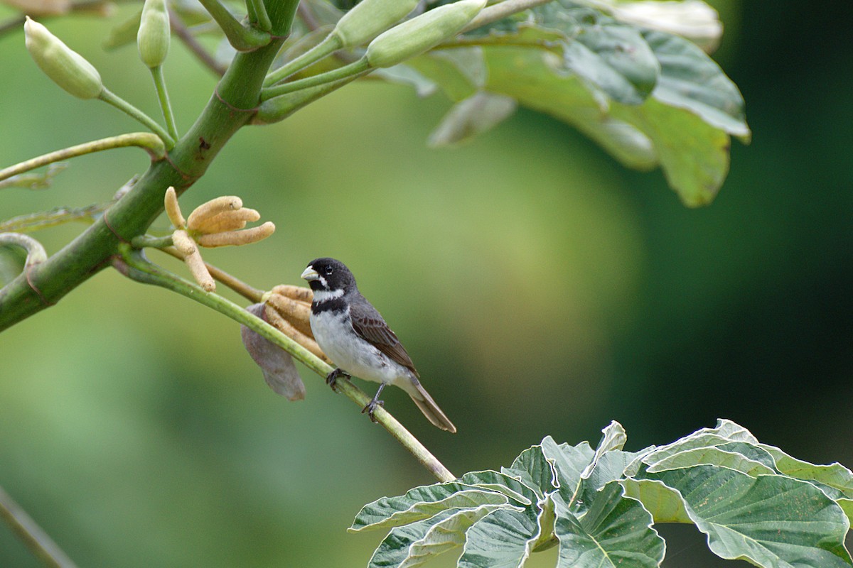 Double-collared Seedeater - ML292544861