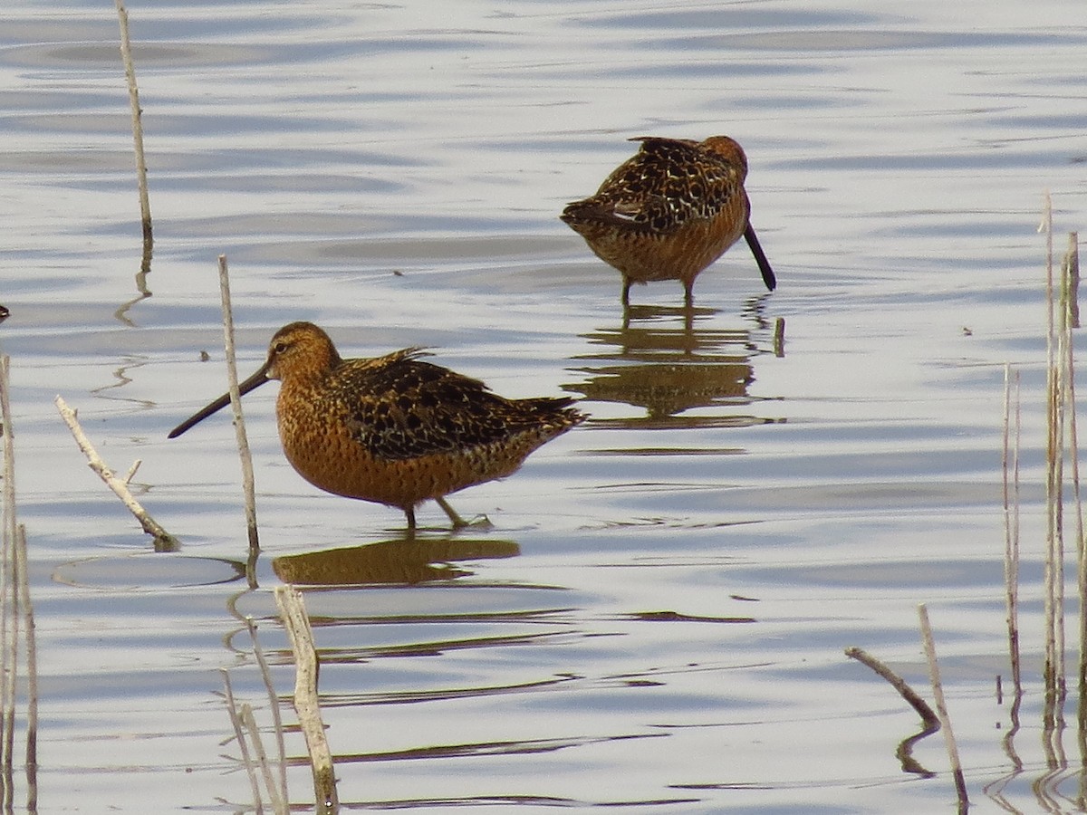 Long-billed Dowitcher - ML292547061