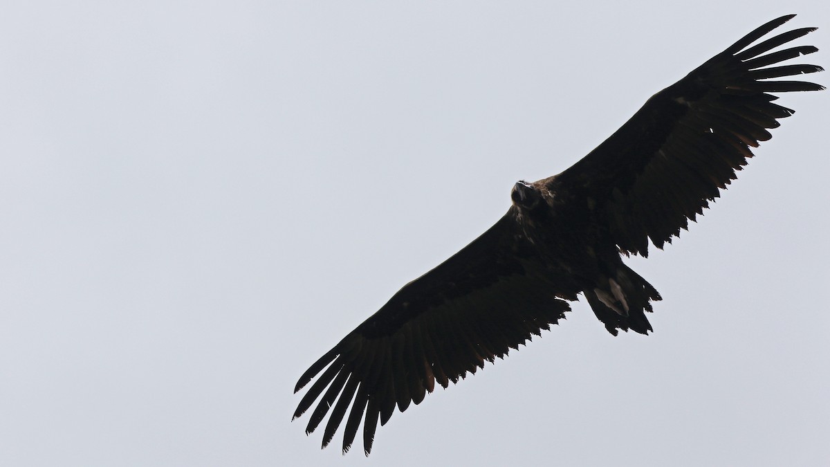 Cinereous Vulture - ML29255261