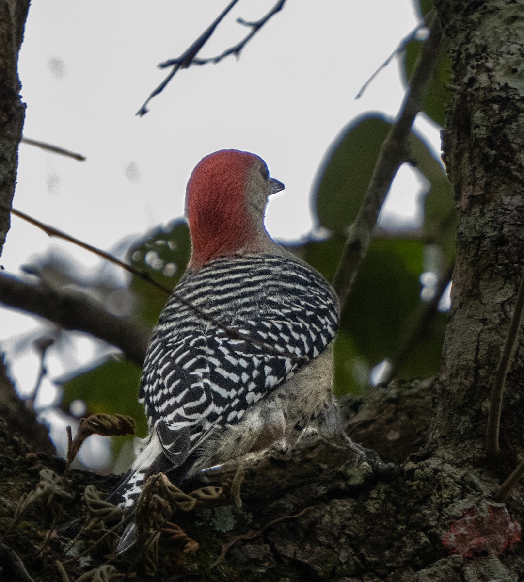 Red-bellied Woodpecker - ML292559911