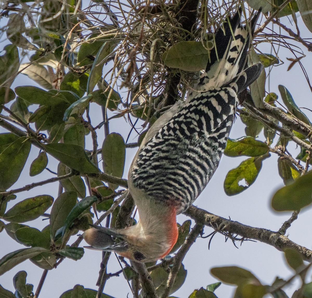 Red-bellied Woodpecker - ML292559971