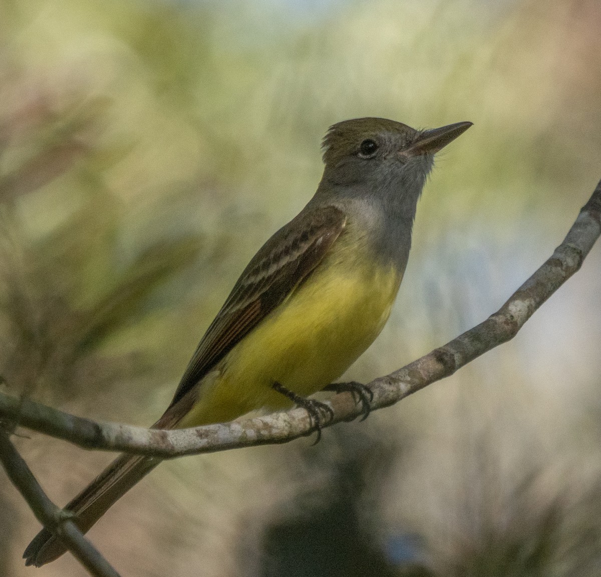 Great Crested Flycatcher - ML292559991