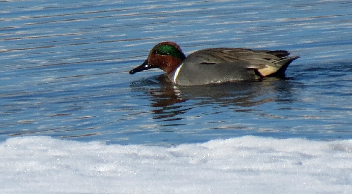 Green-winged Teal - ML292572981