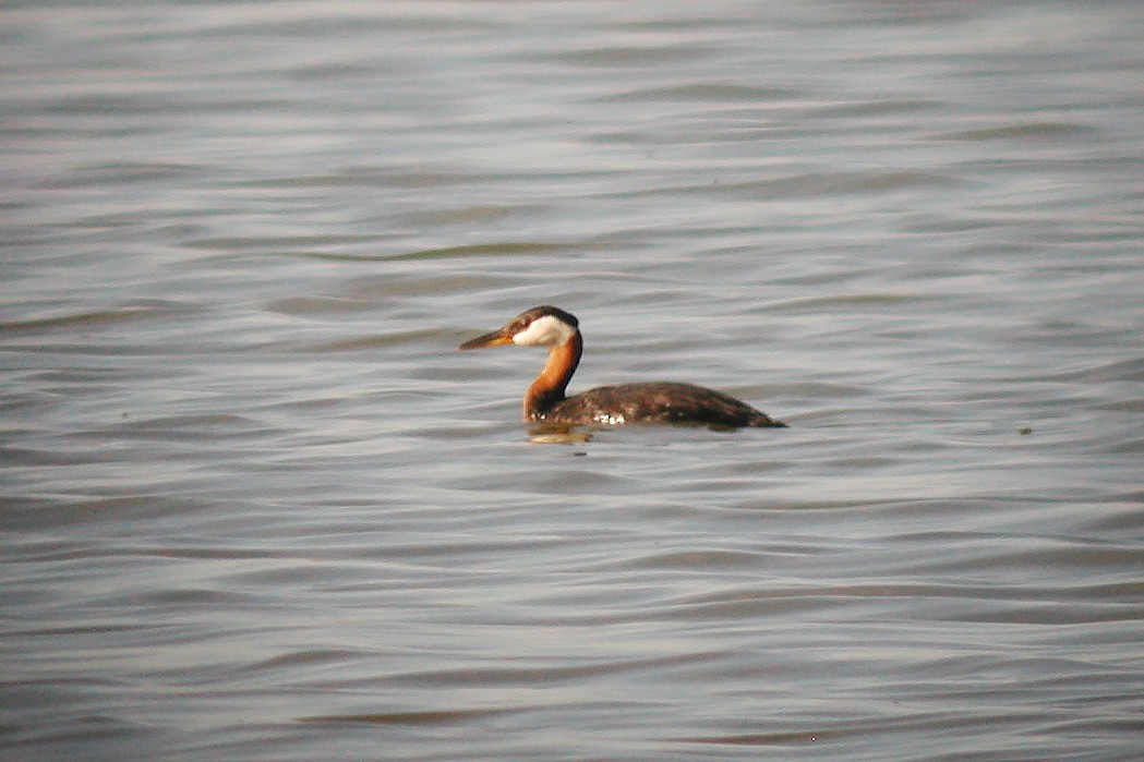Red-necked Grebe - ML292577091