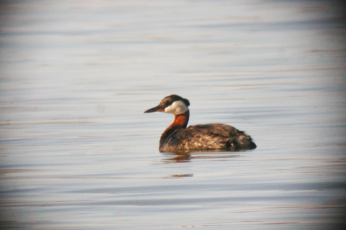Red-necked Grebe - ML292577111