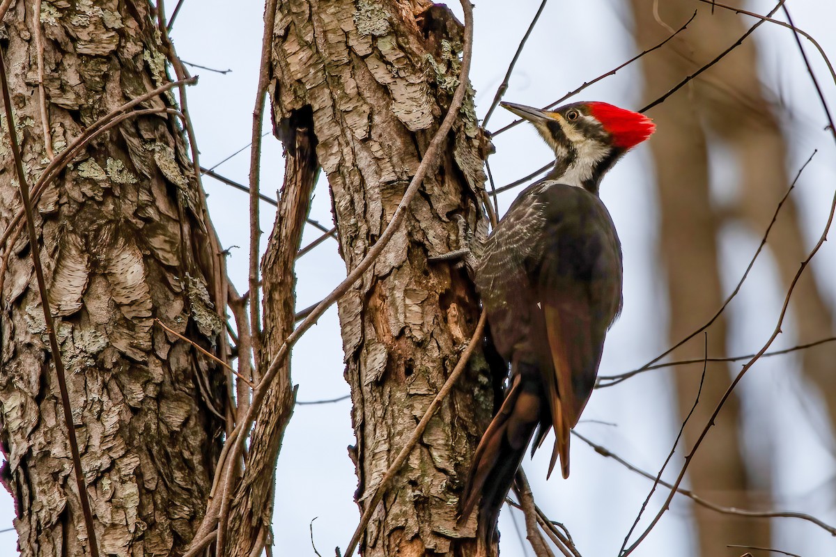 Pileated Woodpecker - Matthew Plante
