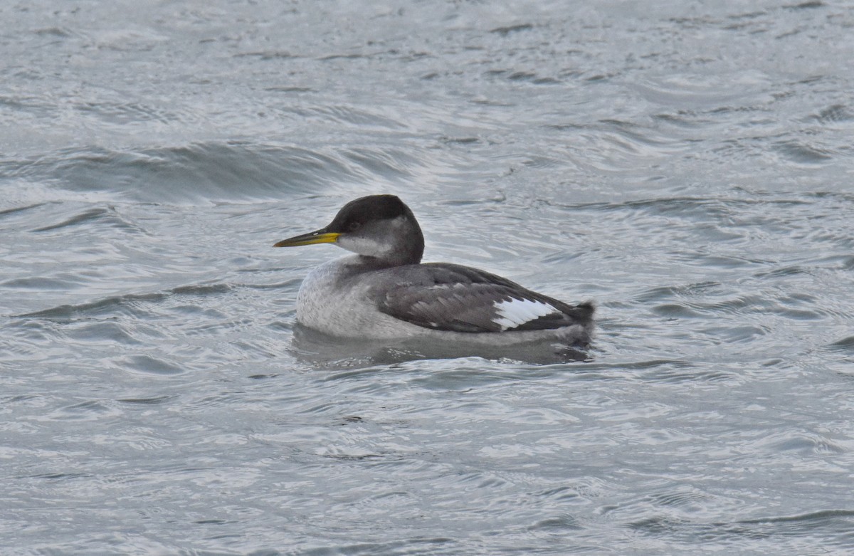 Red-necked Grebe - ML292585541