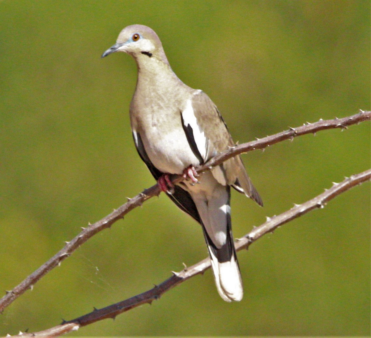 White-winged Dove - Jeffrey McCrary