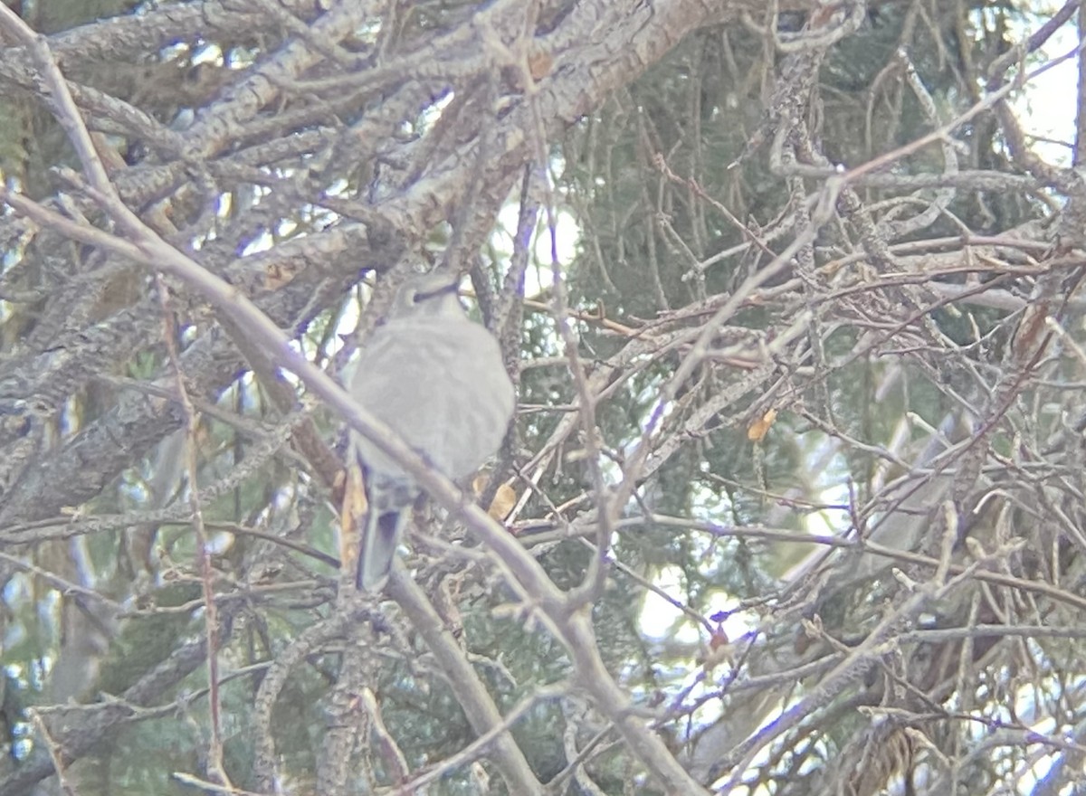 Townsend's Solitaire - ML292598371