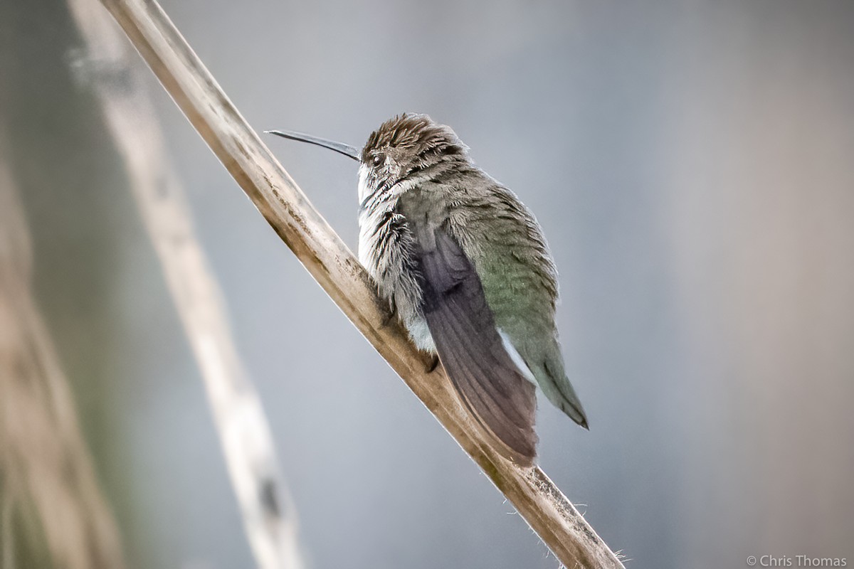 Black-chinned Hummingbird - Chris Thomas