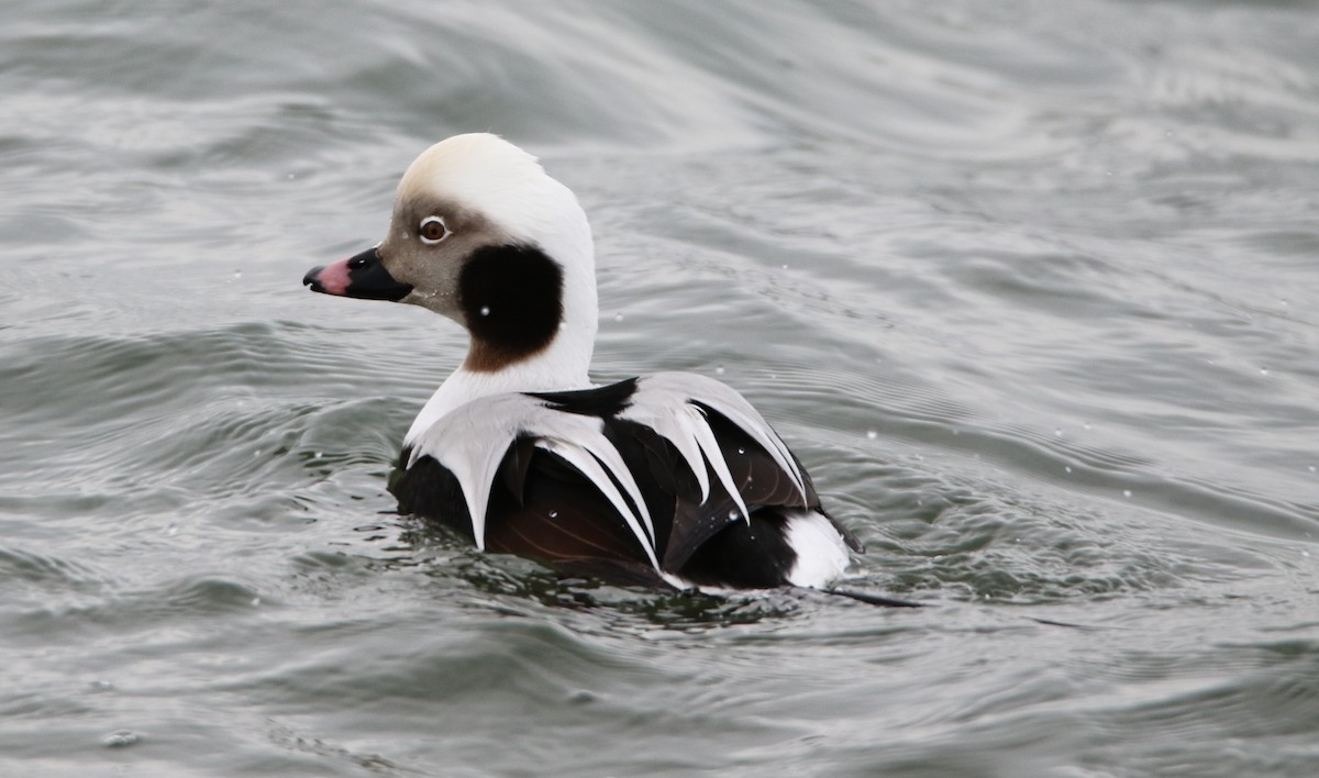 Long-tailed Duck - ML292601121