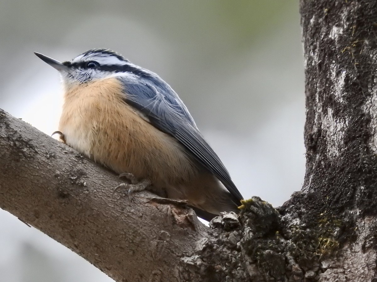 Red-breasted Nuthatch - Laurie  Keefe