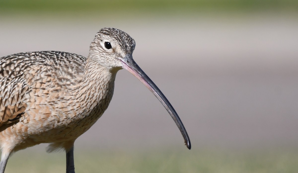 Long-billed Curlew - ML292608631