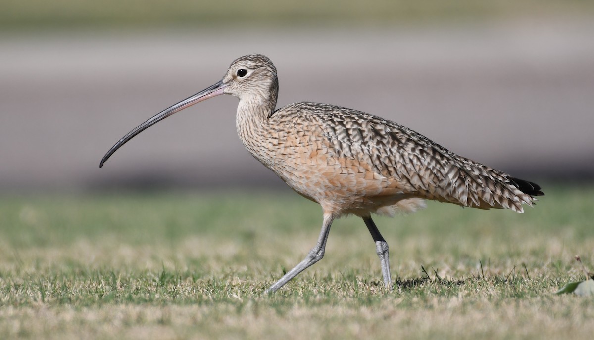 Long-billed Curlew - ML292608651