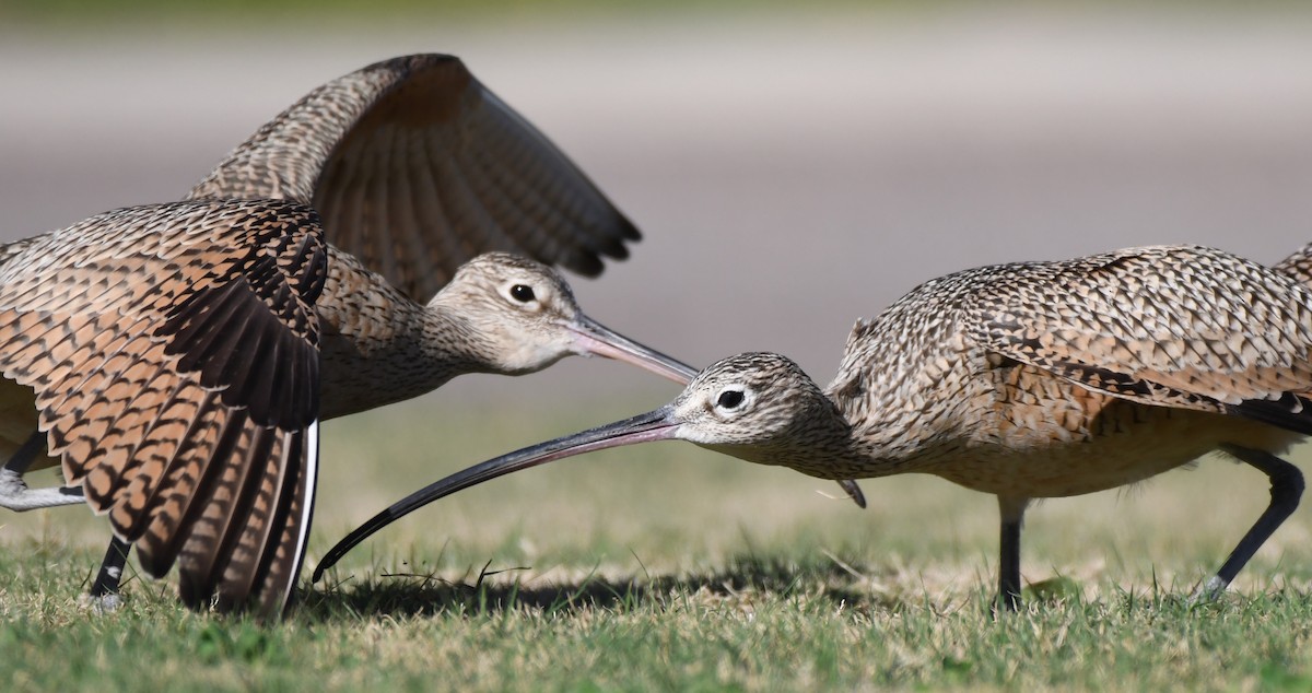 Long-billed Curlew - ML292608671