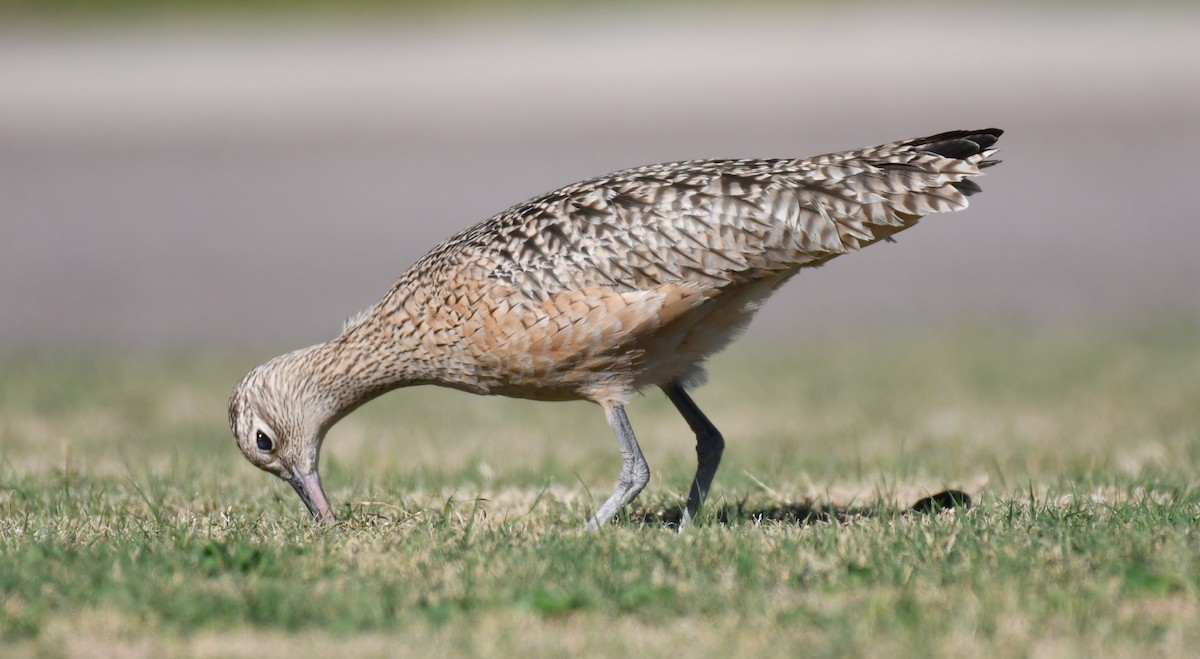 Long-billed Curlew - ML292608691