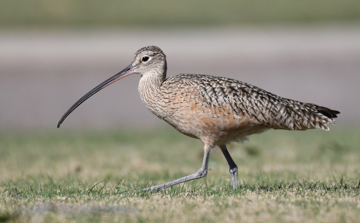 Long-billed Curlew - ML292608711