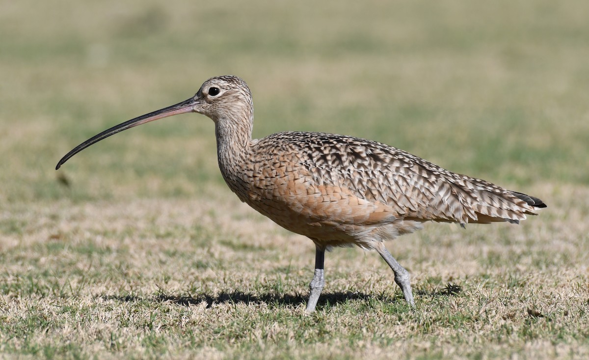 Long-billed Curlew - ML292609201
