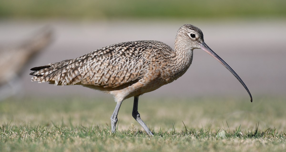 Long-billed Curlew - ML292609211