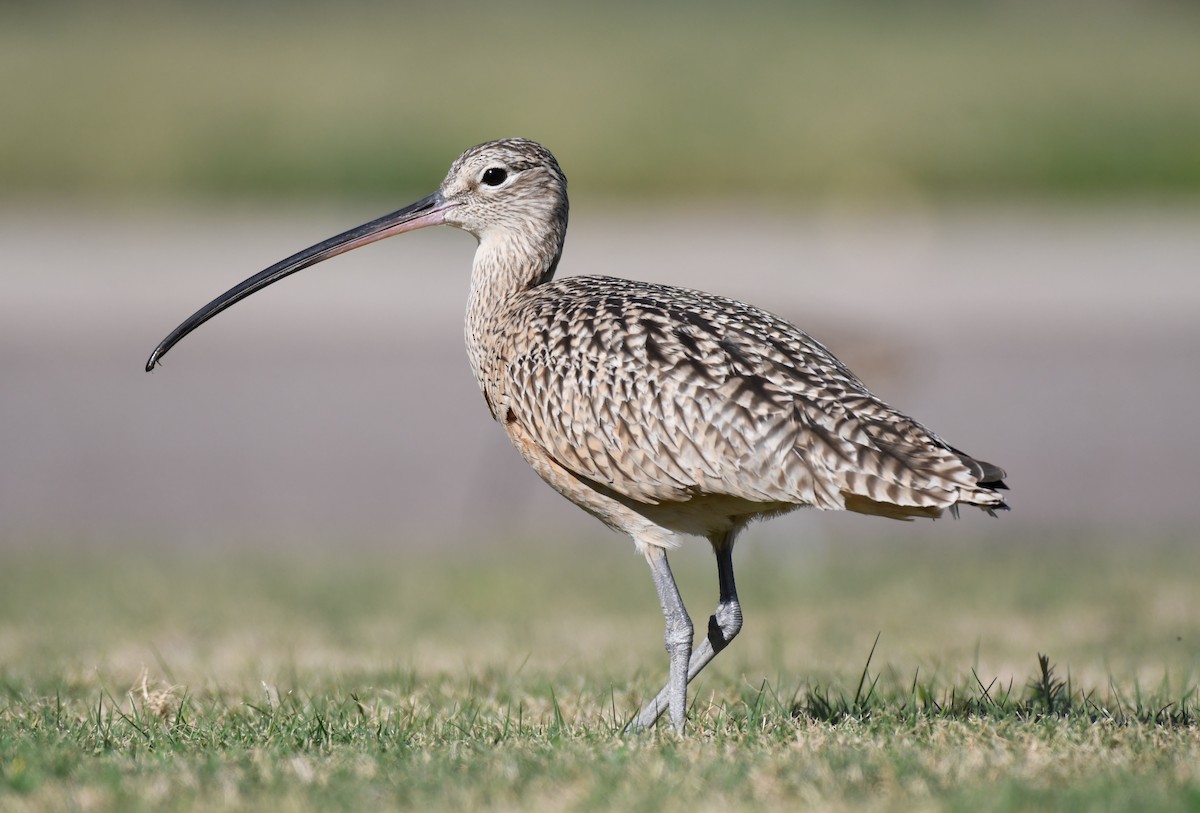 Long-billed Curlew - ML292609231