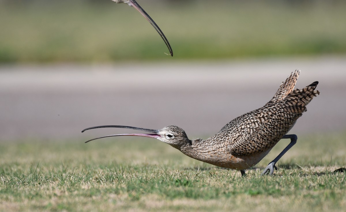 Long-billed Curlew - ML292609241