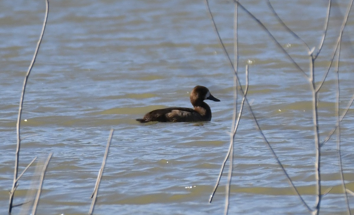 Greater/Lesser Scaup - ML292609941