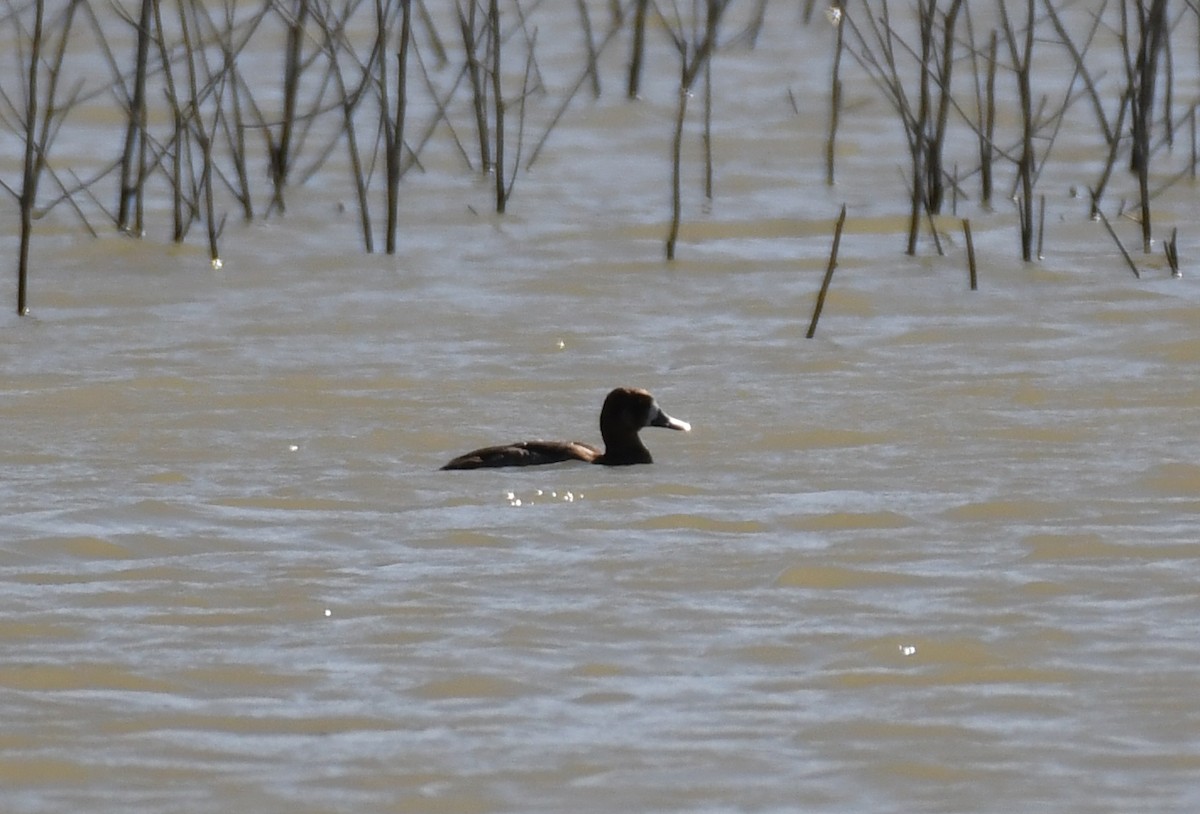 Greater/Lesser Scaup - ML292610001