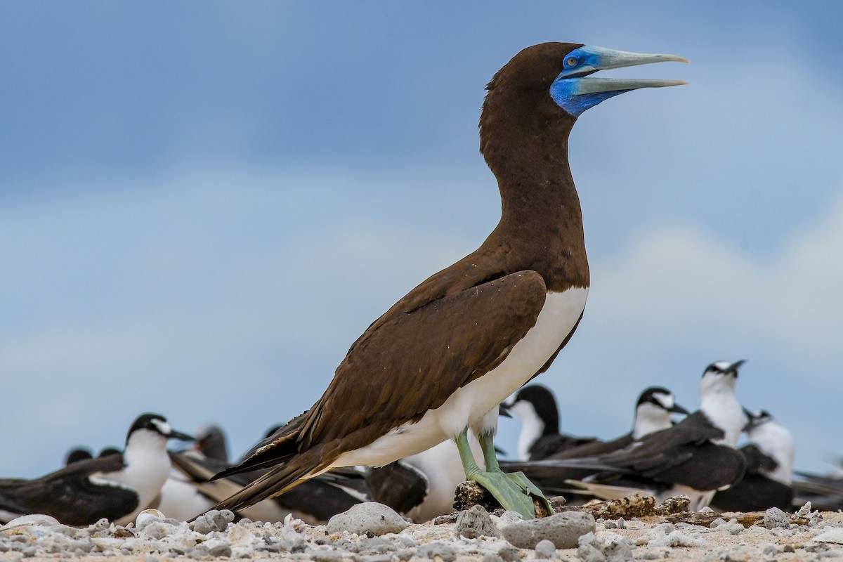 Brown Booby - ML292610561