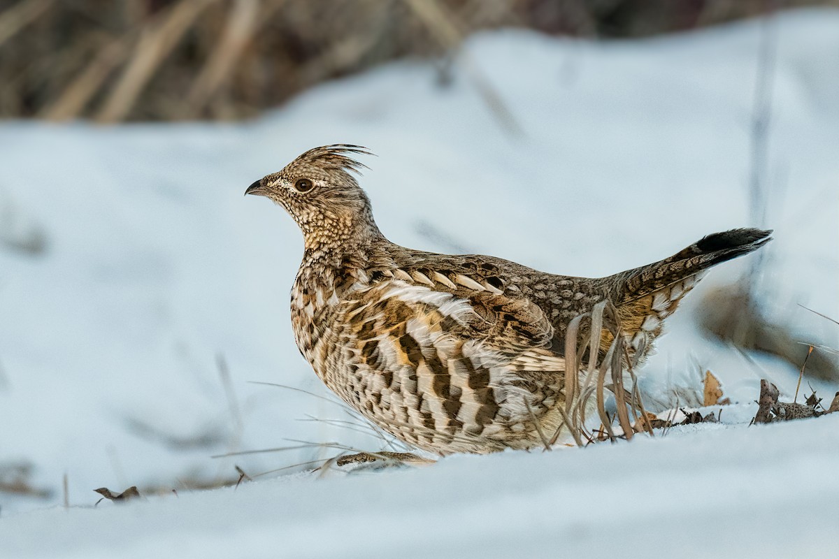 Ruffed Grouse - Bob Bowhay