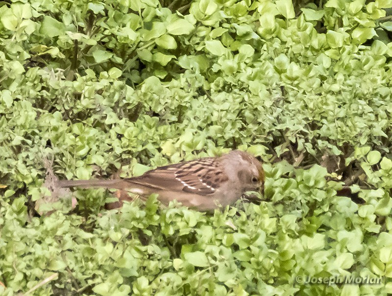 Golden-crowned Sparrow - ML292612431
