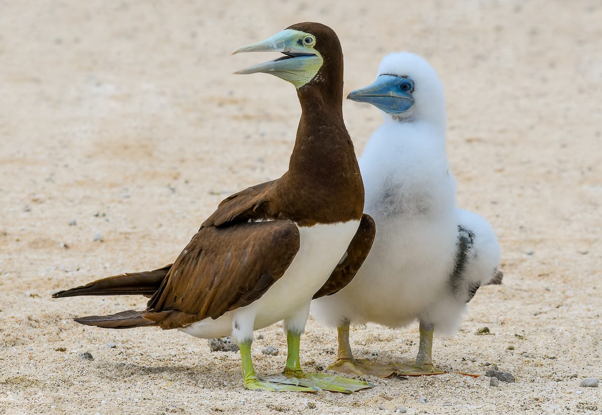 Brown Booby - ML292612551
