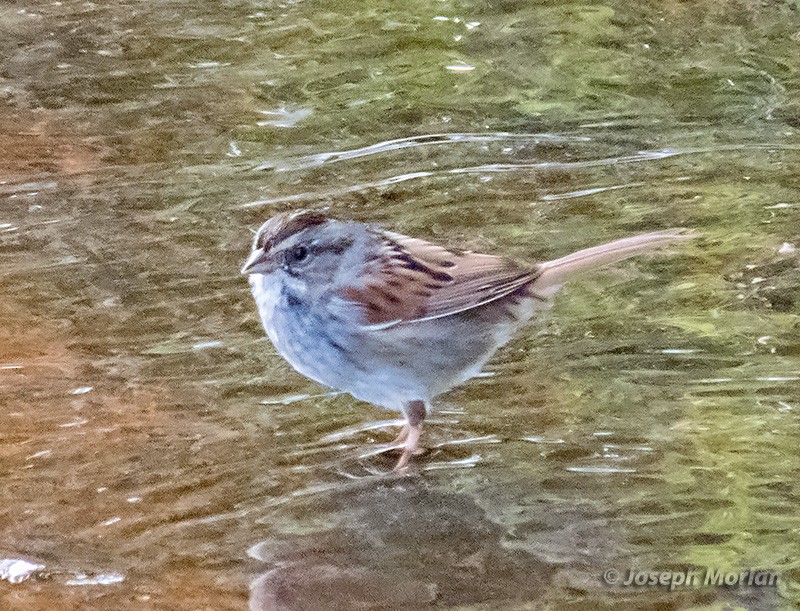Swamp Sparrow - ML292612581