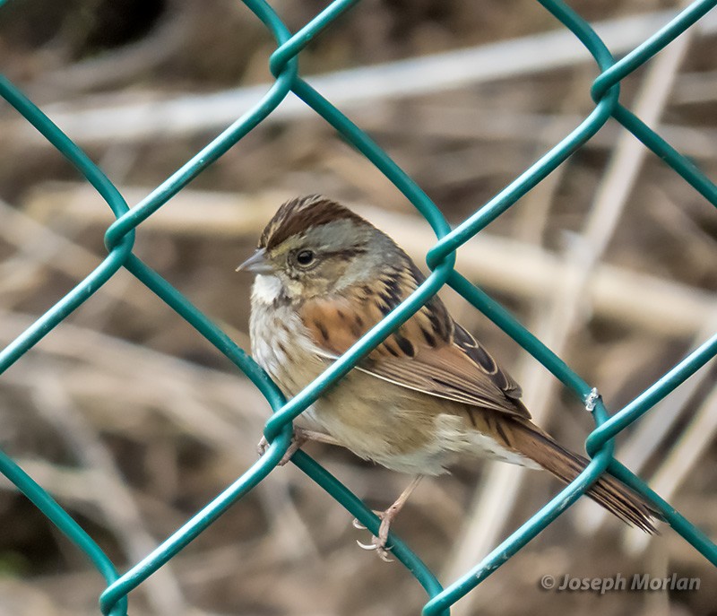 Swamp Sparrow - ML292612591