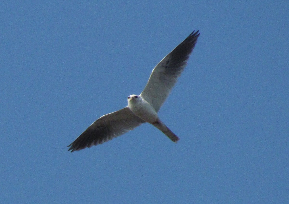 White-tailed Kite - Darren Dowell