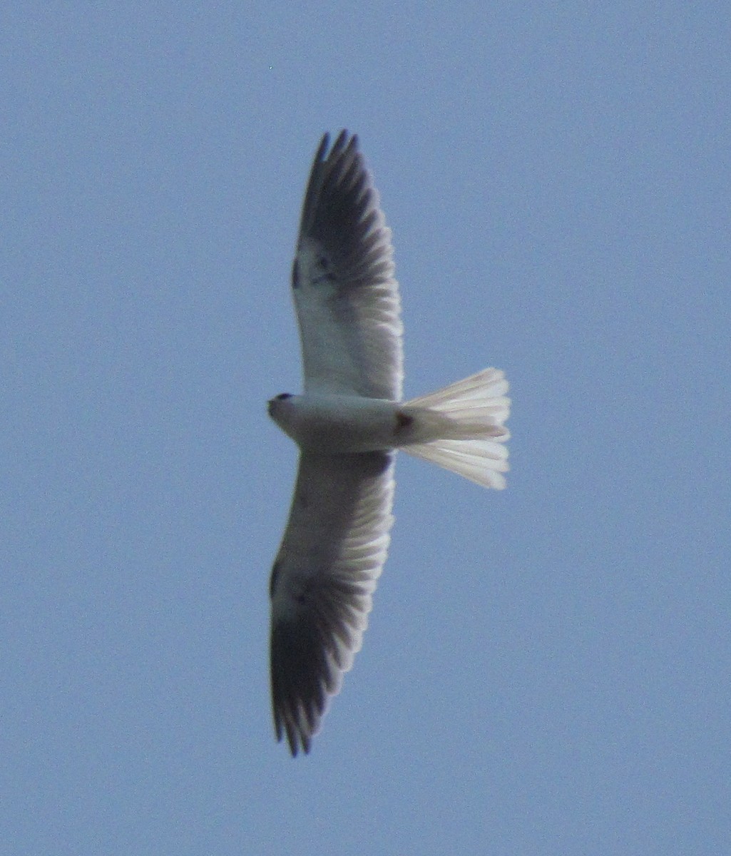 White-tailed Kite - Darren Dowell