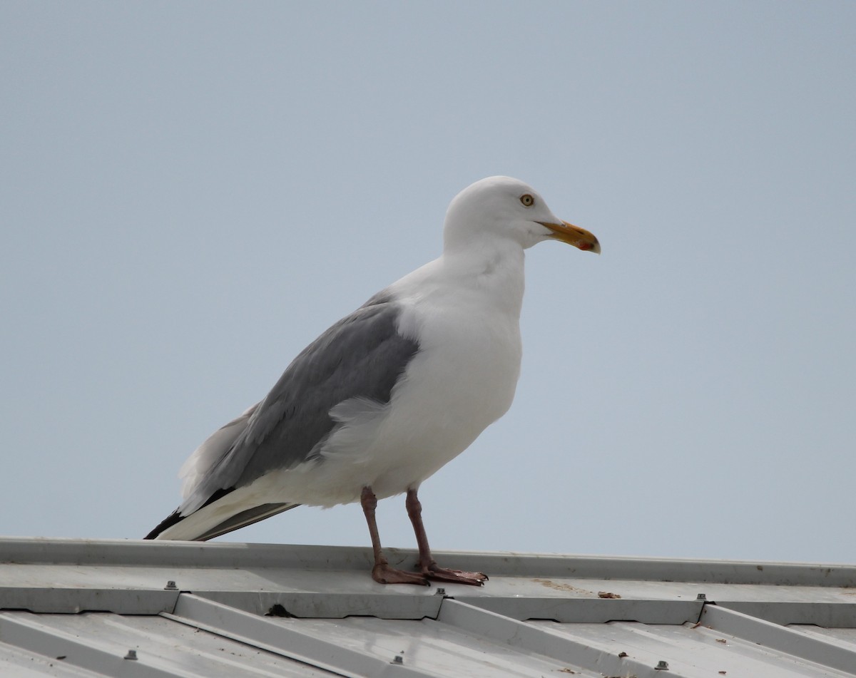 Herring Gull - Quinten Wiegersma