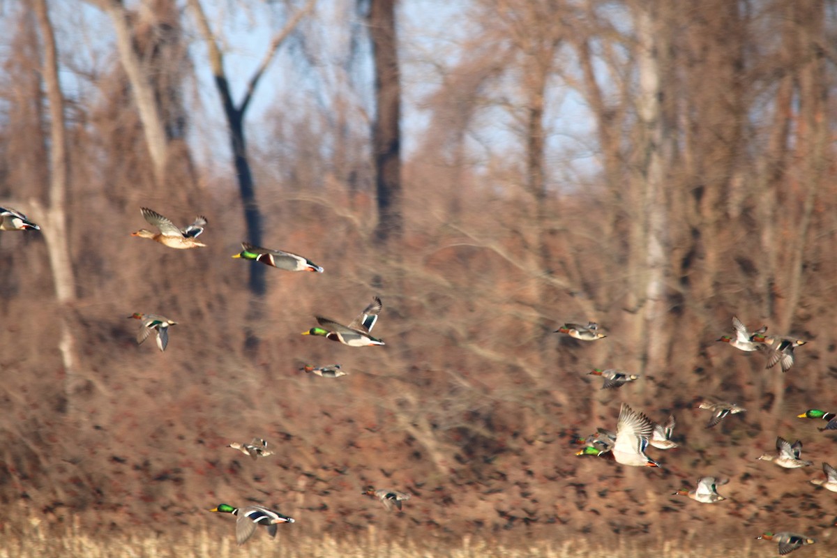 Green-winged Teal - ML292622281